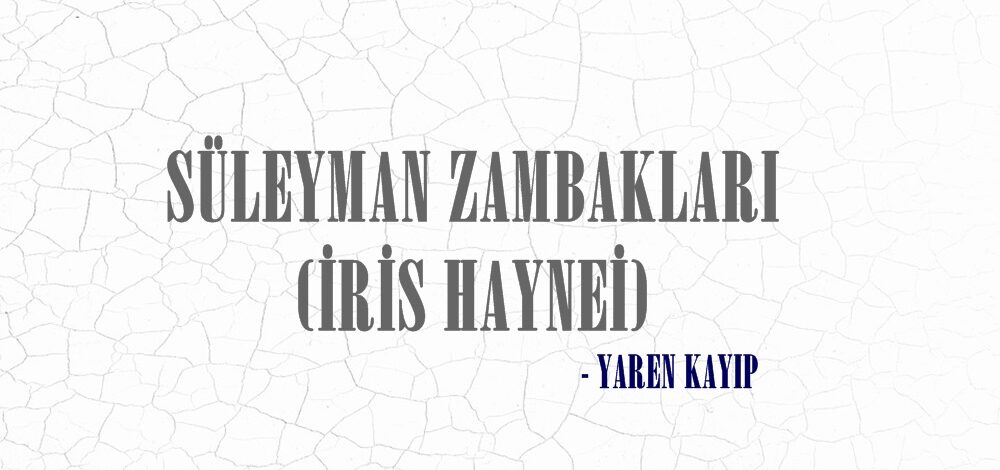 SÜLEYMAN ZAMBAKLARI (İRİS HAYNEİ)
