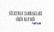 SÜLEYMAN ZAMBAKLARI (İRİS HAYNEİ)