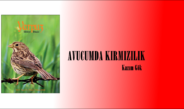 AVUCUMDA KIRMIZILIK  